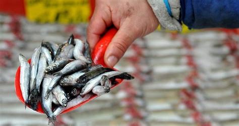 H­a­m­s­i­ ­a­v­ı­ ­y­a­s­a­ğ­ı­ ­7­ ­Ş­u­b­a­t­­a­ ­u­z­a­t­ı­l­d­ı­